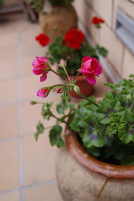 Hostal Penacardena Igea 外观 照片